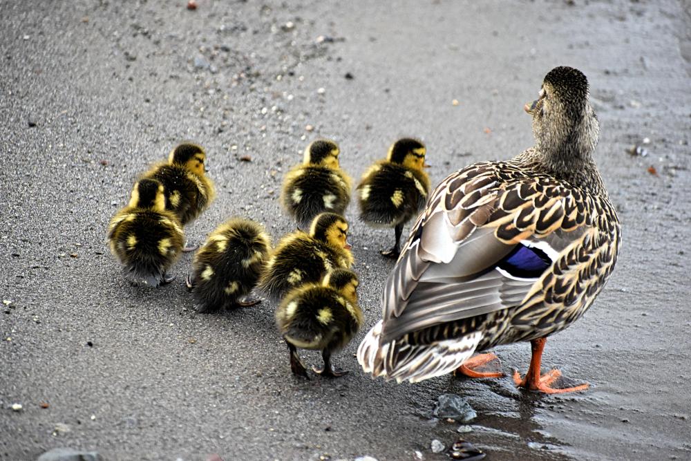 DSC_0972 duck family out for a walk and swim.jpg