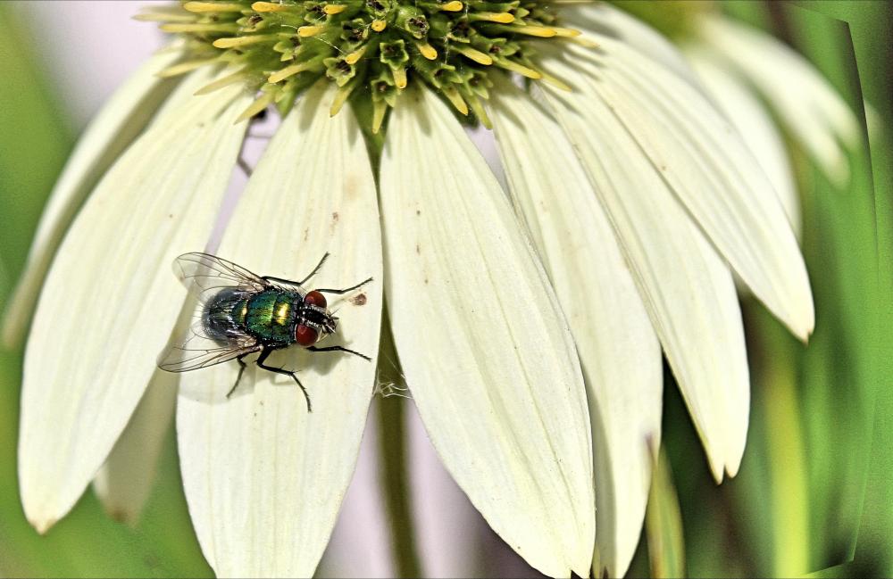 IMG_1223_Fly cropped PE FLY.jpg