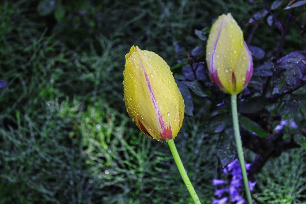 IMG_3721 beautiful tulip at Lilac garden fe.jpg