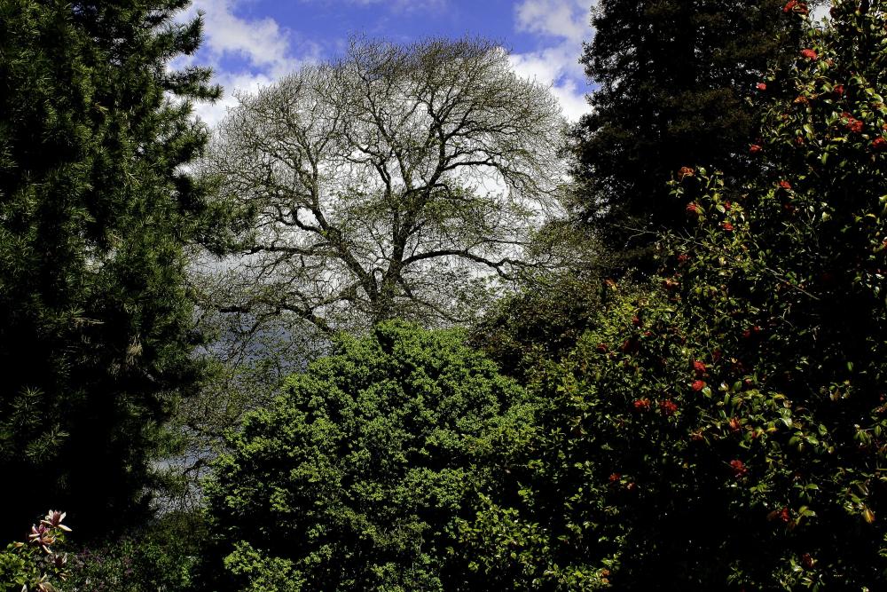 IMG_3899 cropped pretty foliage at Lilac garden fe.jpg