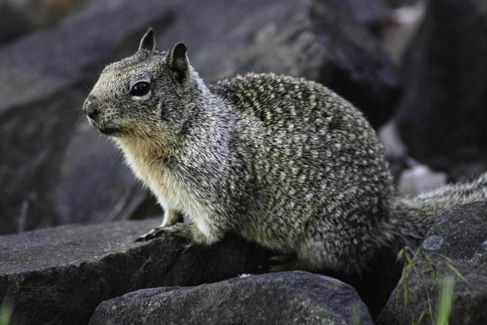 IMG_8147 squirrel.jpg