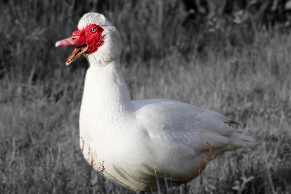 IMG_8228 pix muscovy duck mouth open splash blur.jpg