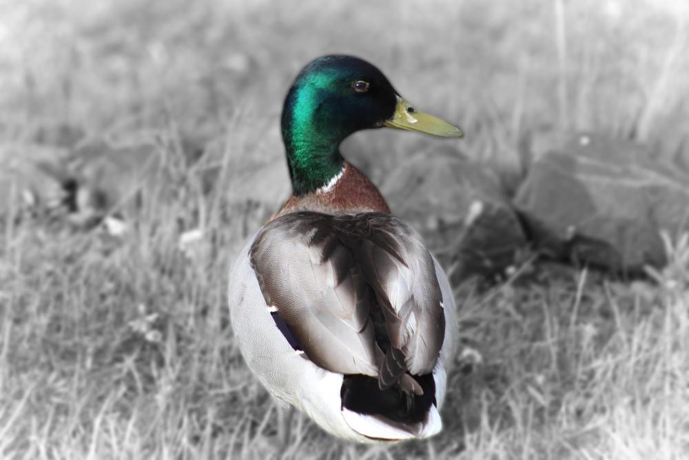IMG_8232 pix duck in color bw background splash.jpg