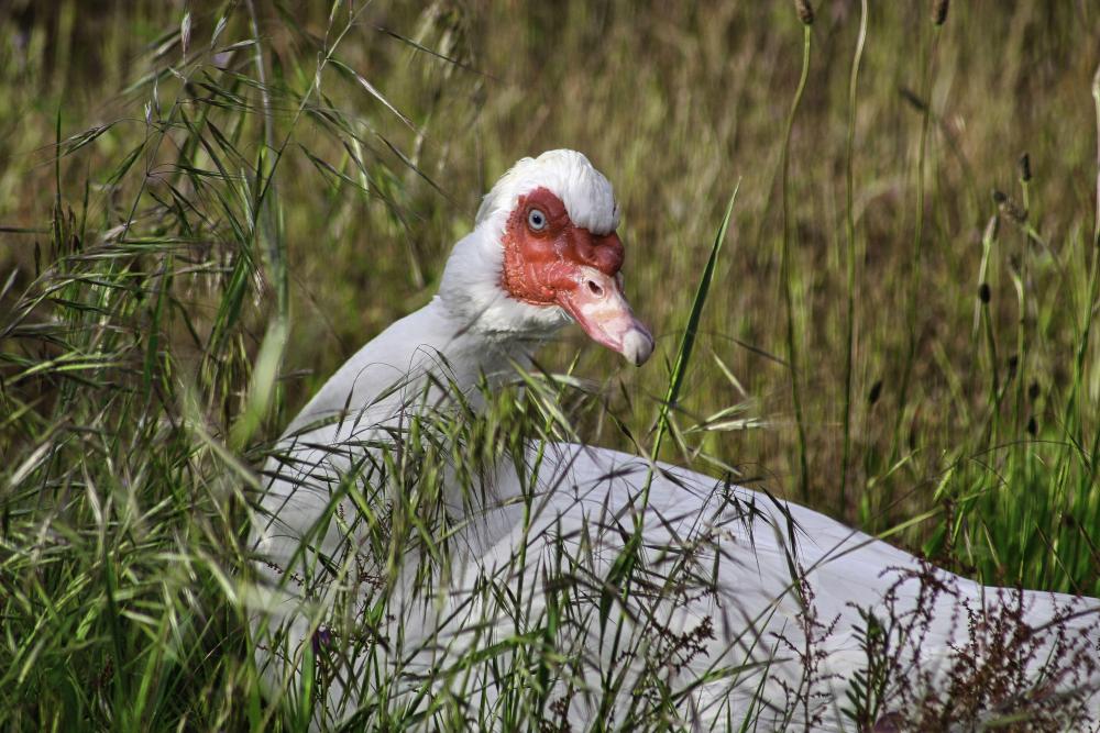 IMG_8243 pretty Muscovy duck.jpg