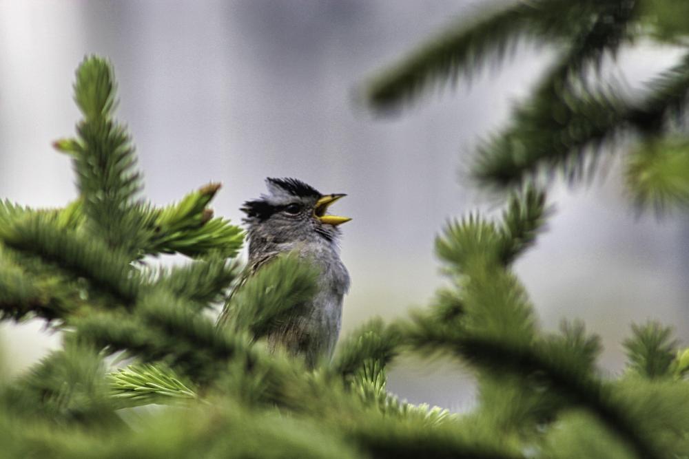 IMG_8375 white crowned sparrow singing a song in the branches.jpg