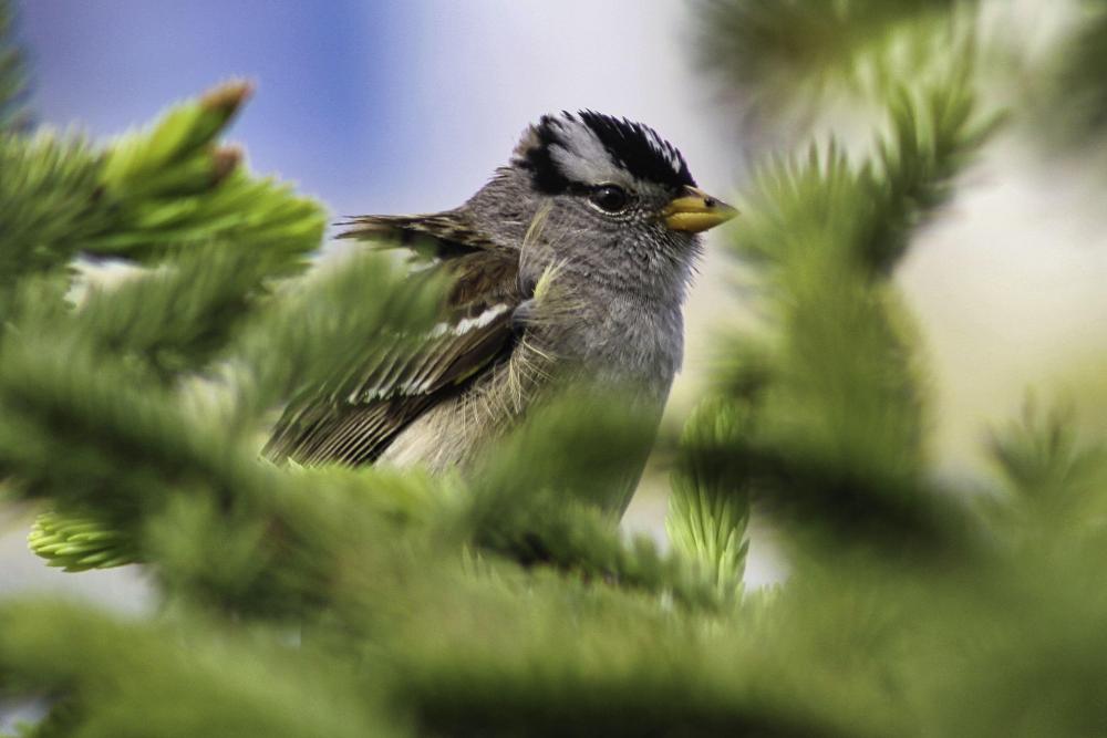 IMG_8377 cropped white crowned sparrow.jpg