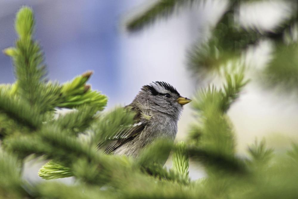 IMG_8378 cropped white crowned sparrow.jpg