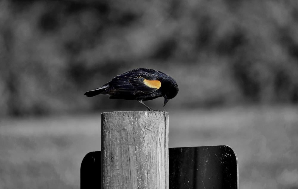 DSC_0035 pix red winged blackbird looks praying LUM.jpg