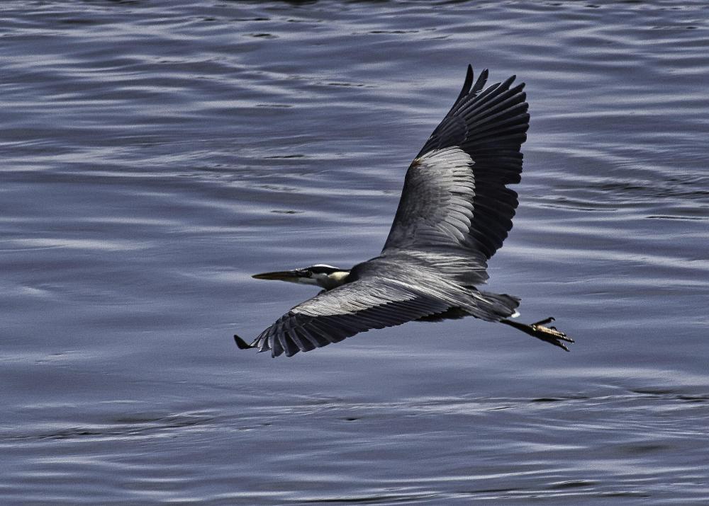 DSC_0339 Cropped GBH.jpg