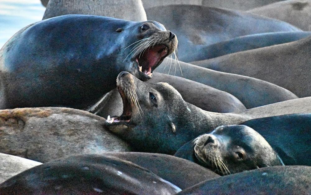 DSC_0534 sea lions barking.jpg