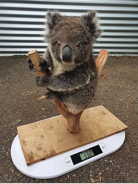 Weighing Koala
