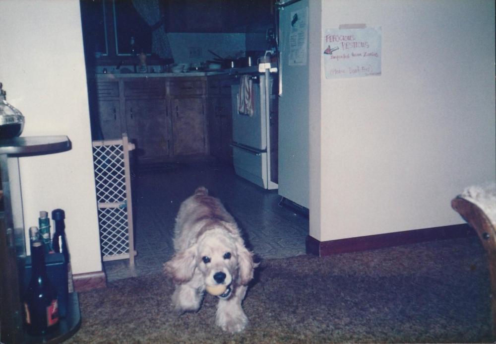 IMG_20240618_0001 - 1980 - mid to late - Buddy - 1.jpg