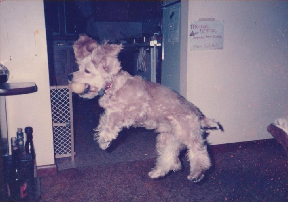 IMG_20240618_0001 - 1980 - mid to late - Buddy - 2 (Fair Warning - Beware Ferocious Pesticus) - in mid-air.jpg