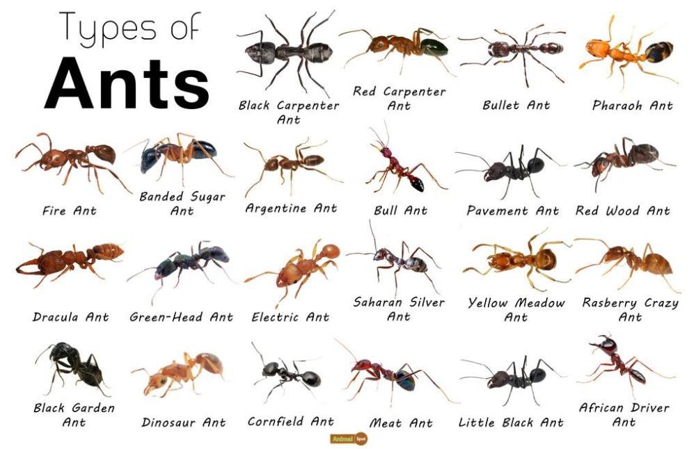 Types-of-Ants.jpg
