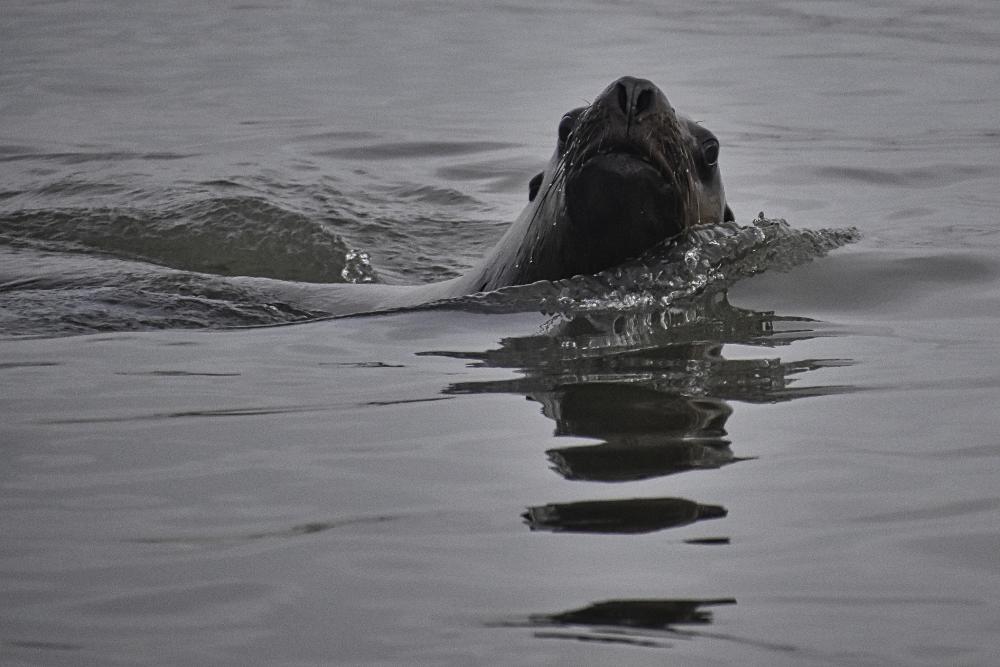 DSC_2106 sea lion pops head up.jpg