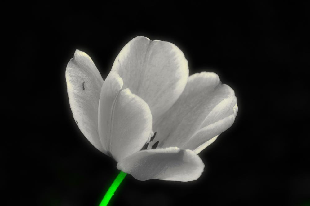 DSC_0071 tulip bw green only natural stuct daark.jpg