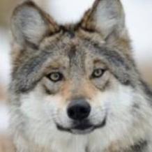 Gray Wolf