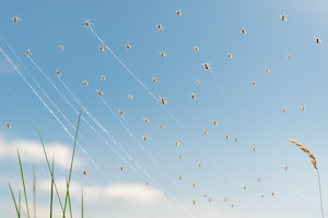 20250820_0825_SpiderlingsAerialJourney_simple_compose_01k33pzk6decj89vqsyk2x06x8.png.433380e9b1d3b83dadbe627c0c172ed5.png