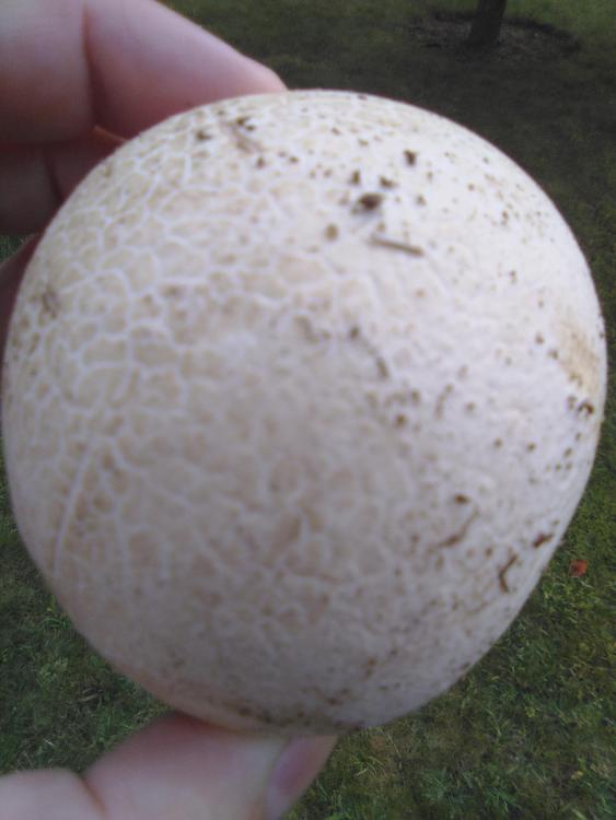 Brain-looking fungi - 6.jpg