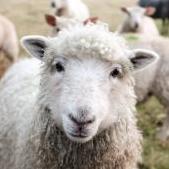 Sheep