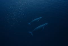 20251104_1225_Serene Ocean Whales_simple_compose_01k97ydtt4ezg8k1yk1yw7pdjr