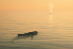 20251104_1226_Oceanic Connection_simple_compose_01k97yd677exx85jsyjnwqbjbg