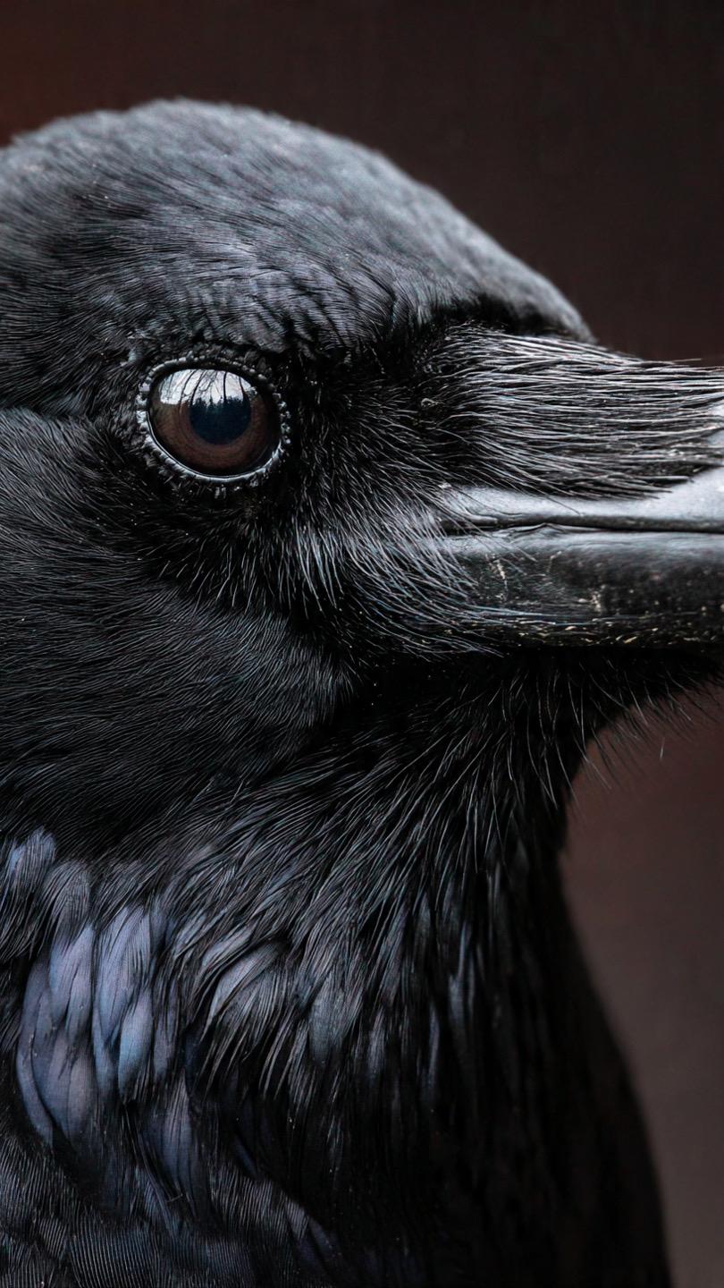 Crow family or flock, suggesting teaching and shared awareness
