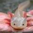 Axolotl