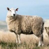 Sheep